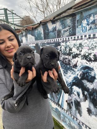 CANE CORSO DİŞİ YAVRUMUZ