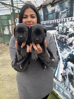 CANE CORSO DİŞİ YAVRUMUZ