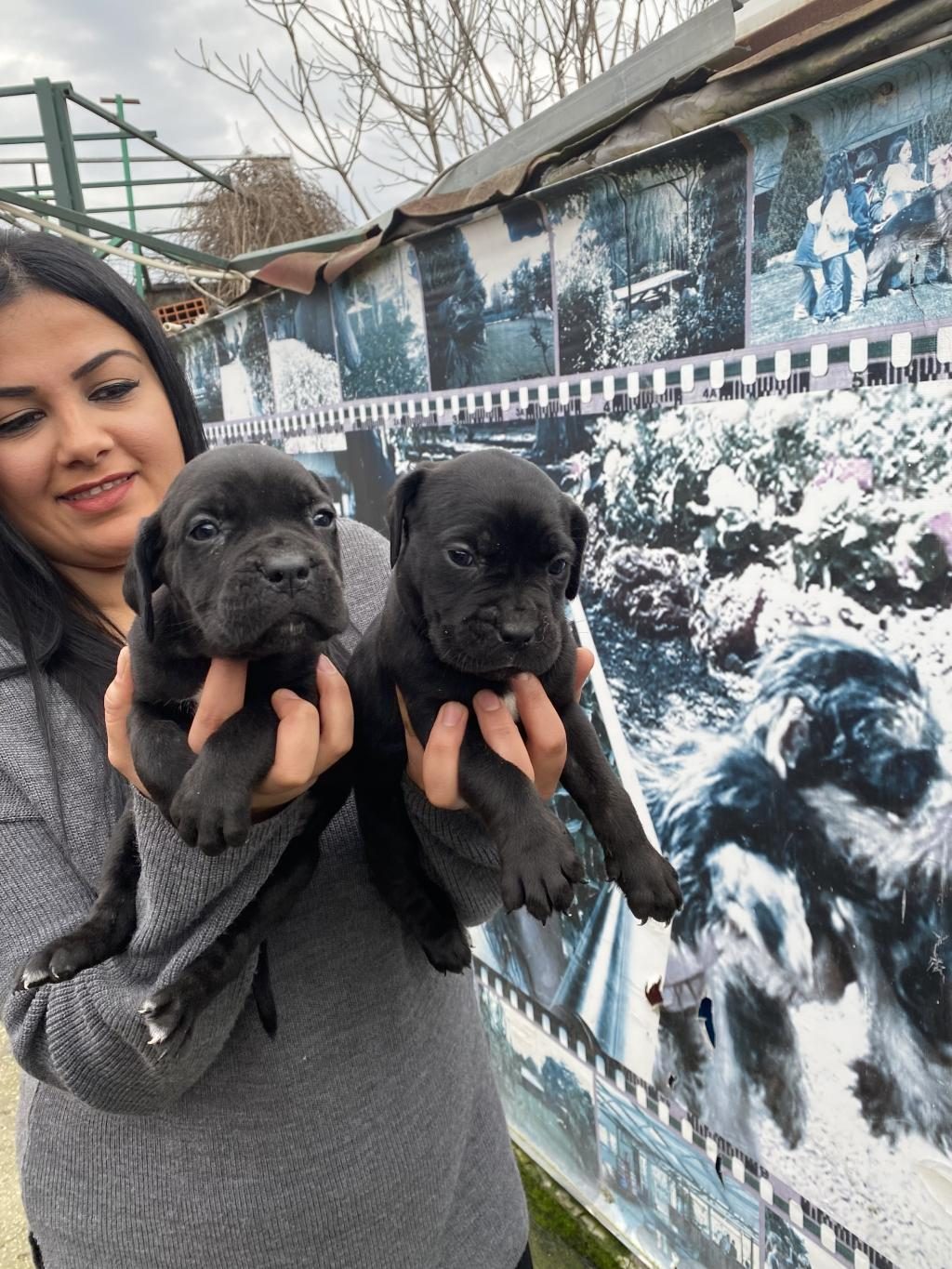CANE CORSO DİŞİ YAVRUMUZ