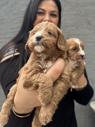 UFACIK MALTİPOO YAVRULARIM