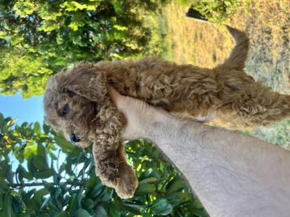 POODLE HARİKASI KIVIR KIVIR BEBEKLER