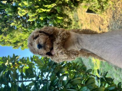 POODLE HARİKASI KIVIR KIVIR BEBEKLER