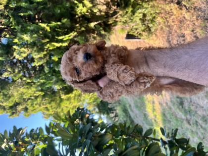 POODLE HARİKASI KIVIR KIVIR BEBEKLER