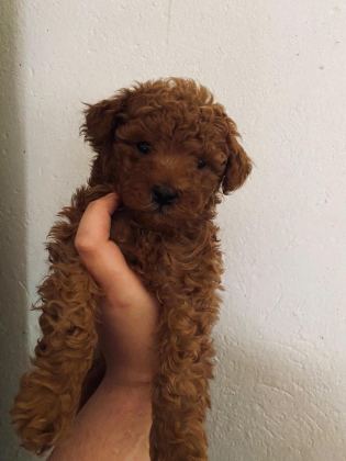 SAĞLIK IRK GARANTİLİ ÜST KALİTE POODLE BEBEKLER