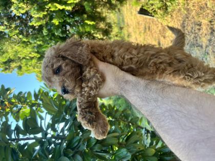 POODLE HARİKASI KIVIR KIVIR BEBEKLER