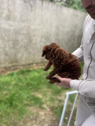 SAĞLIK IRK GARANTİLİ ÜST KALİTE POODLE BEBEKLER
