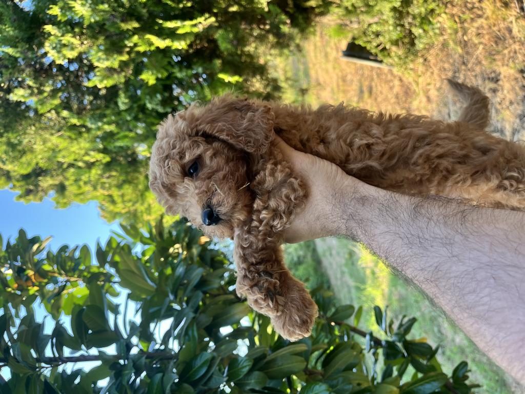 POODLE HARİKASI KIVIR KIVIR BEBEKLER