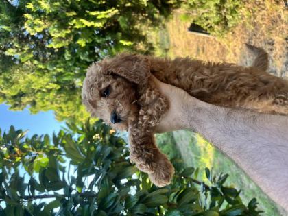 POODLE HARİKASI KIVIR KIVIR BEBEKLER