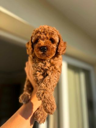 SAFKAN DÜNYA TATLISI RED TOY POODLE YAVRULAR