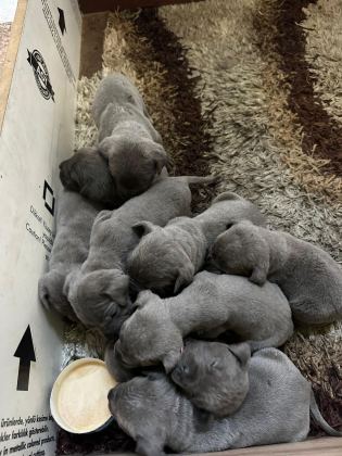 CANE CORSO YAVRULAR IRK SAĞLIK GARANTİLİ