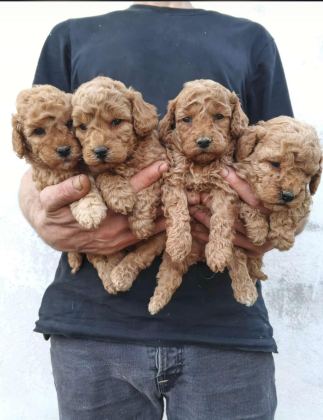SAFKAN DÜNYA TATLISI RED TOY POODLE YAVRULAR