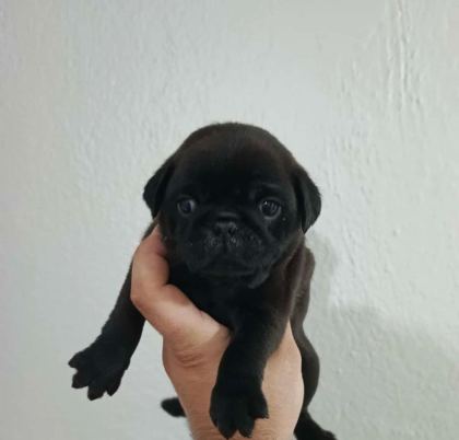 SAFKAN PUG MOPS YAVRULAR IRK SAĞLIK GARANTİLİ