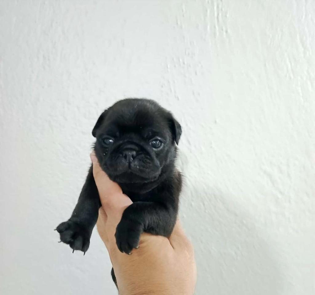 SAFKAN PUG MOPS YAVRULAR IRK SAĞLIK GARANTİLİ