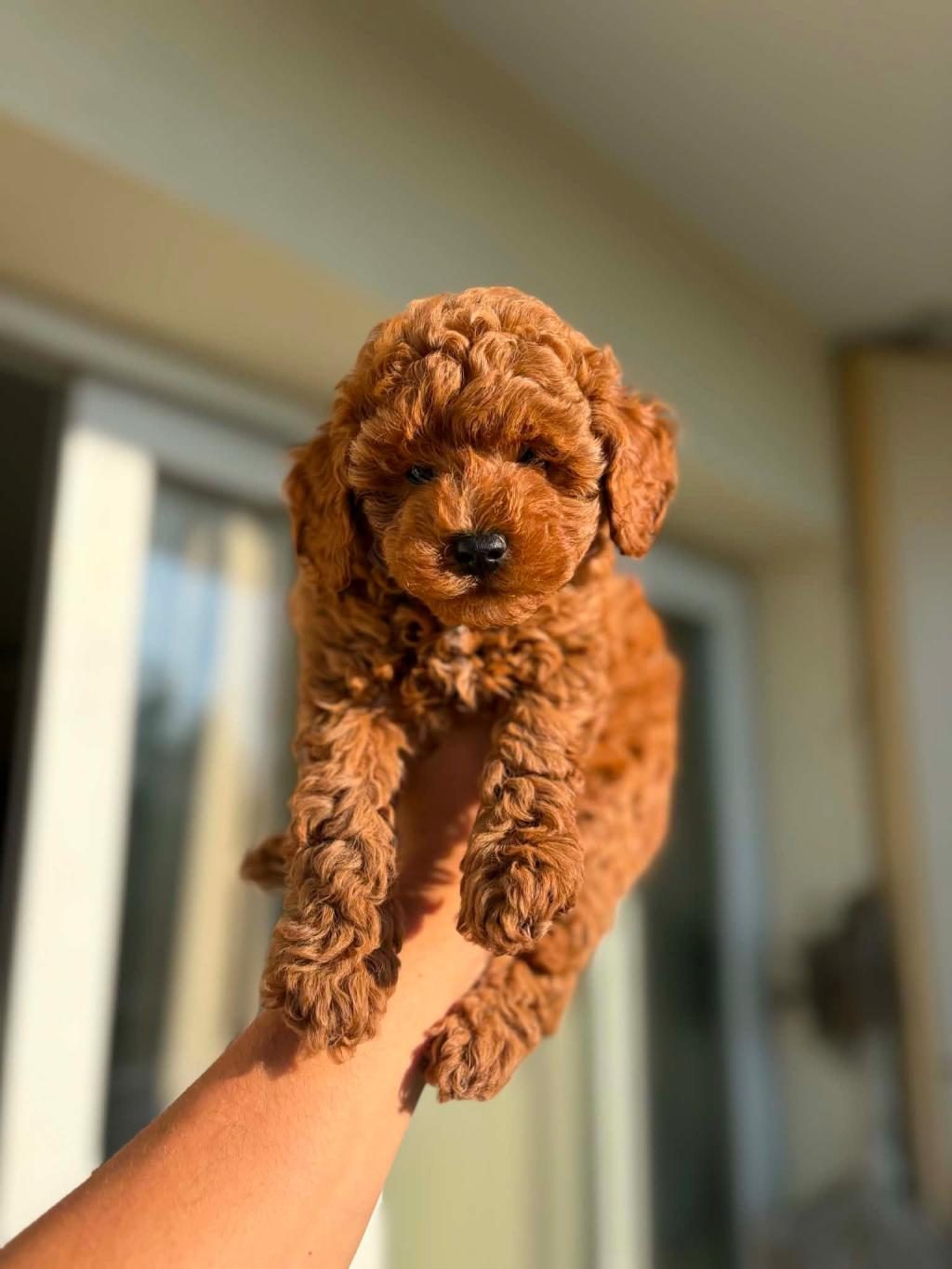 TOY POODLE YAVRULAR IRK SAĞLIK GARANTİLİ