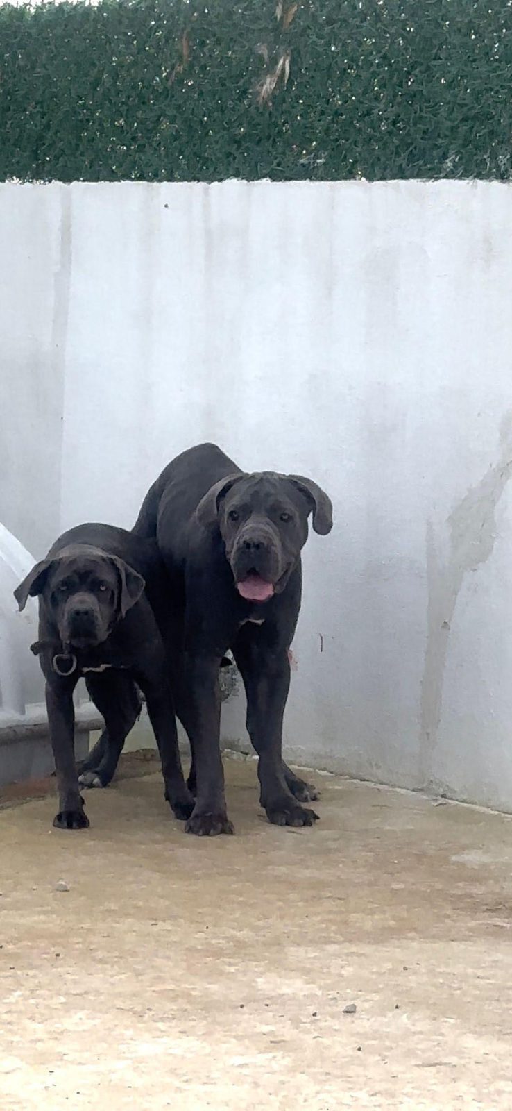CANE CORSO YAVRULAR IRK SAĞLIK GARANTİLİ
