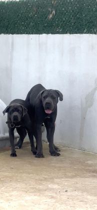 CANE CORSO YAVRULAR IRK SAĞLIK GARANTİLİ