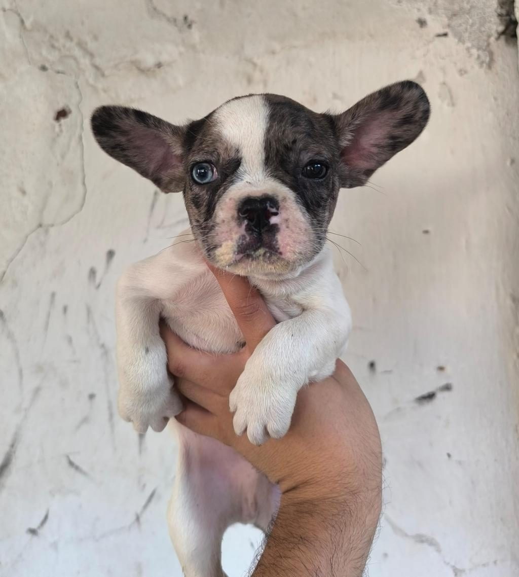 KALİTELİ VE ÖZEL RENKLİ FRENCH BULLDOG YAVRULAR