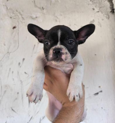 KALİTELİ VE ÖZEL RENKLİ FRENCH BULLDOG YAVRULAR