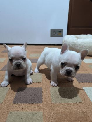 A KALİTE EGZOTİK FRENCH BULLDOG YAVRULAR