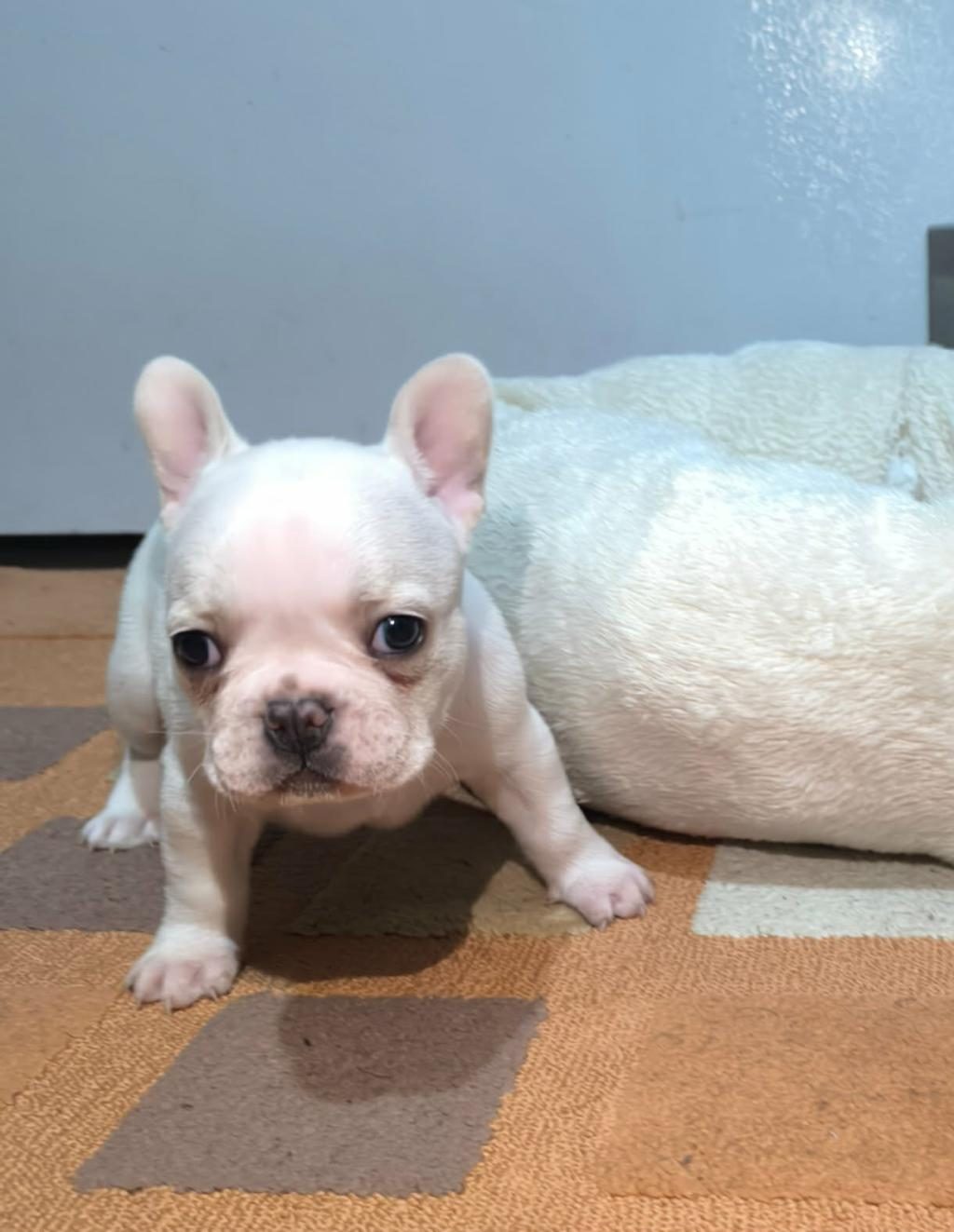 A KALİTE EGZOTİK FRENCH BULLDOG YAVRULAR