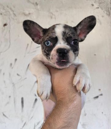 KALİTELİ VE ÖZEL RENKLİ FRENCH BULLDOG YAVRULAR