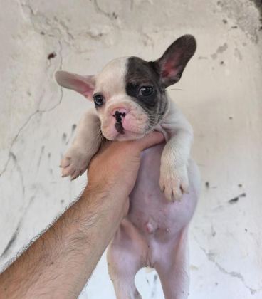 KALİTELİ VE ÖZEL RENKLİ FRENCH BULLDOG YAVRULAR
