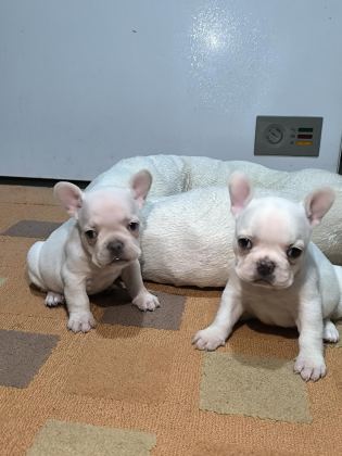 A KALİTE EGZOTİK FRENCH BULLDOG YAVRULAR