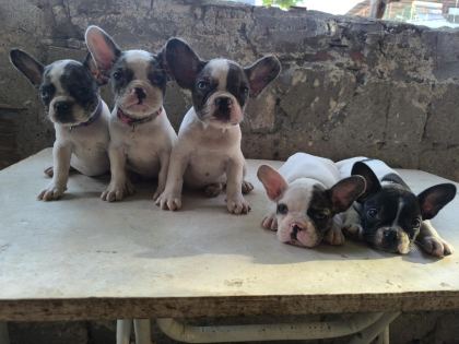 KALİTELİ VE ÖZEL RENKLİ FRENCH BULLDOG YAVRULAR