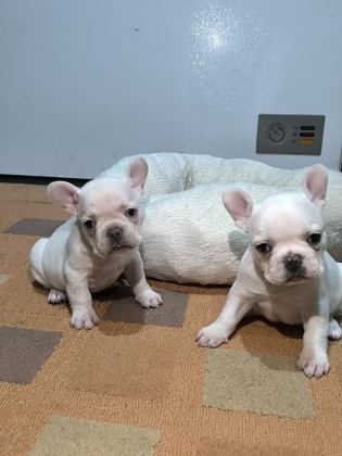 A KALİTE EGZOTİK FRENCH BULLDOG YAVRULAR
