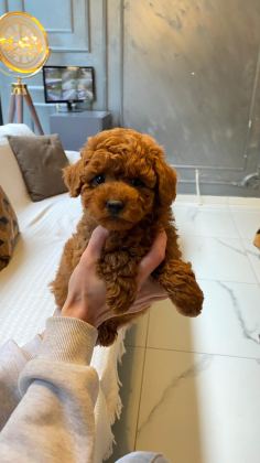OYUNCAK AYICIK GÖRÜNÜMLÜ RED POODLE YAVRULARIMIZ