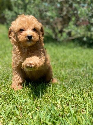 TEDDY SURAT KORE KAN MALTİPOO YAVRULARIMIZ
