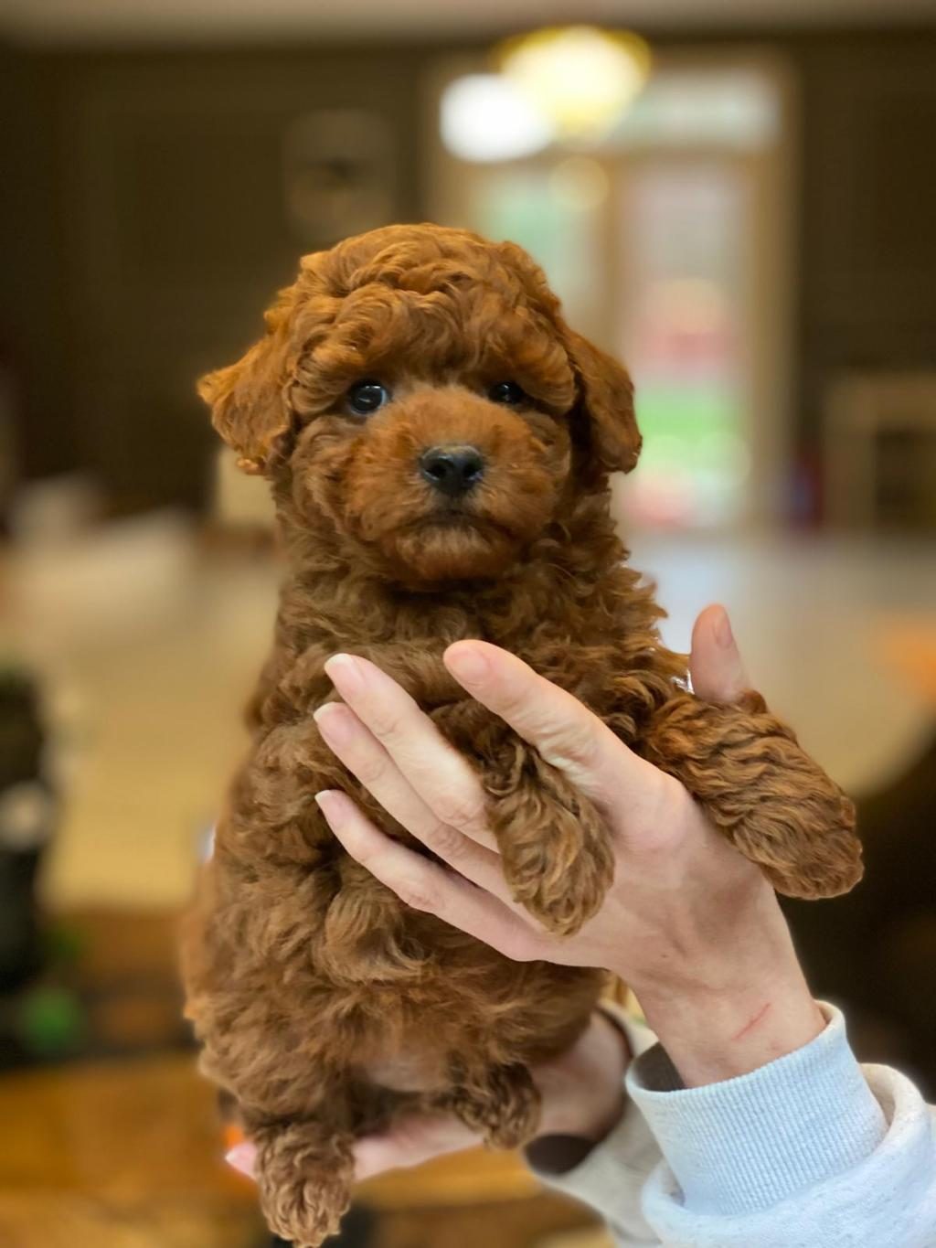 OYUNCAK AYICIK GÖRÜNÜMLÜ RED POODLE YAVRULARIMIZ
