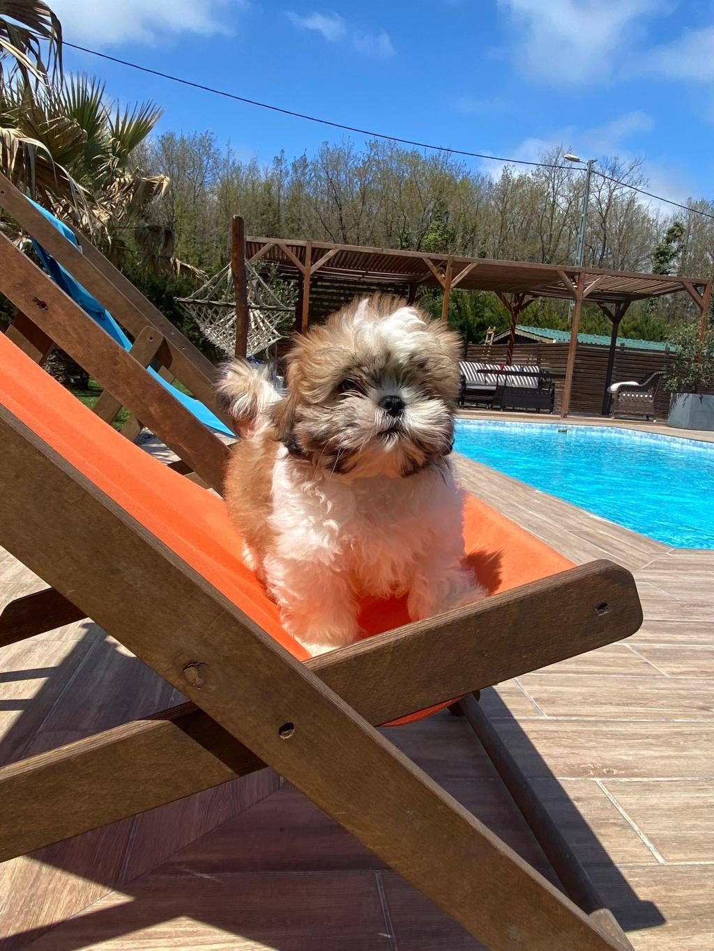 SHIHTZU YAVRULARI İSTANBUL
