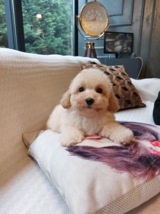 AKILLI VE TÜY DÖKMEYEN KARAKTERİYLE MALTİPOO YAVRUSU