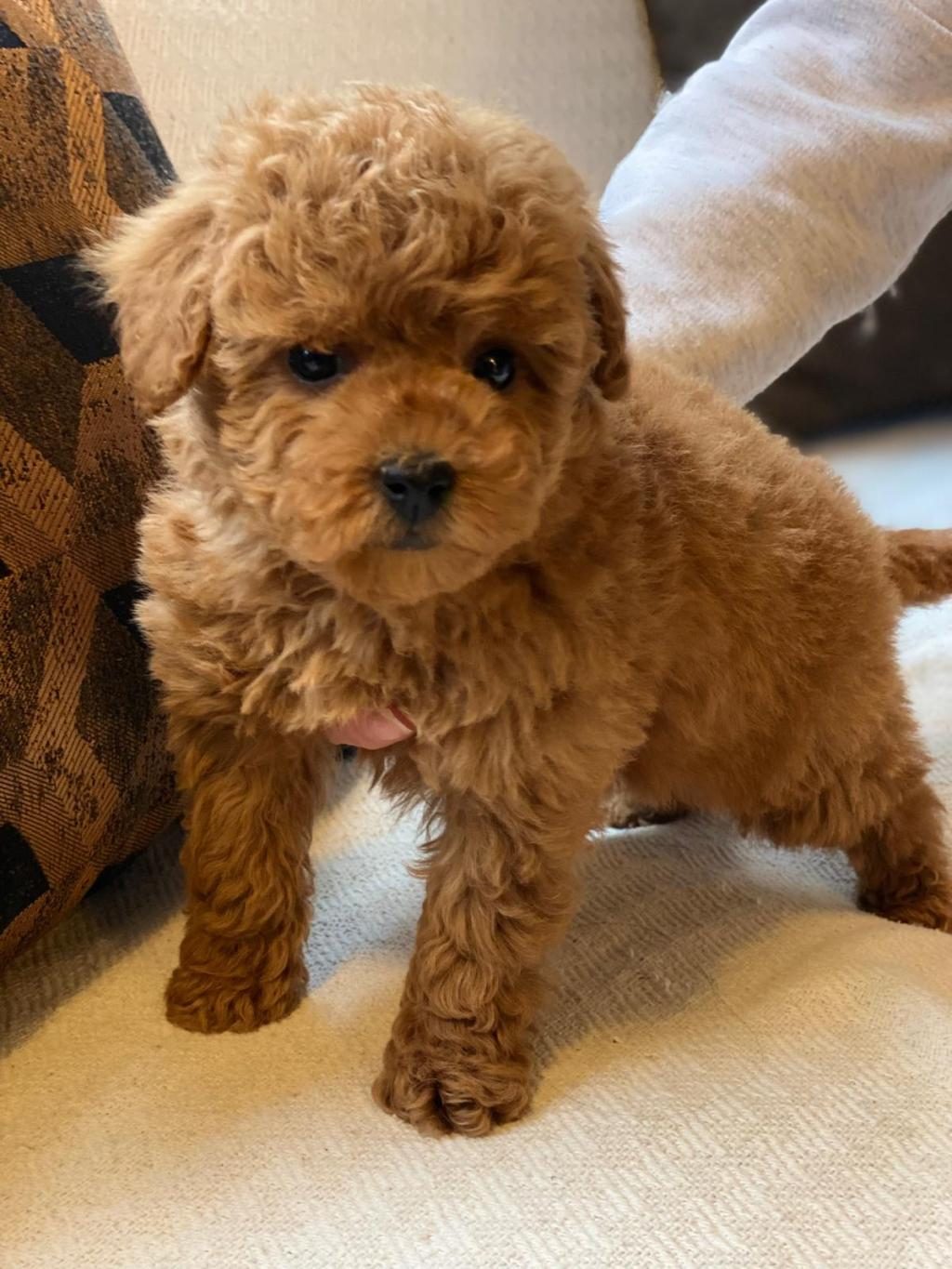 BİRİNCİ SINIF TOY POODLE BEBEKLERİMİZ