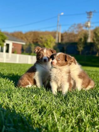 BİRİNCİ SINIF BORDER COLLİE YAVRULARI