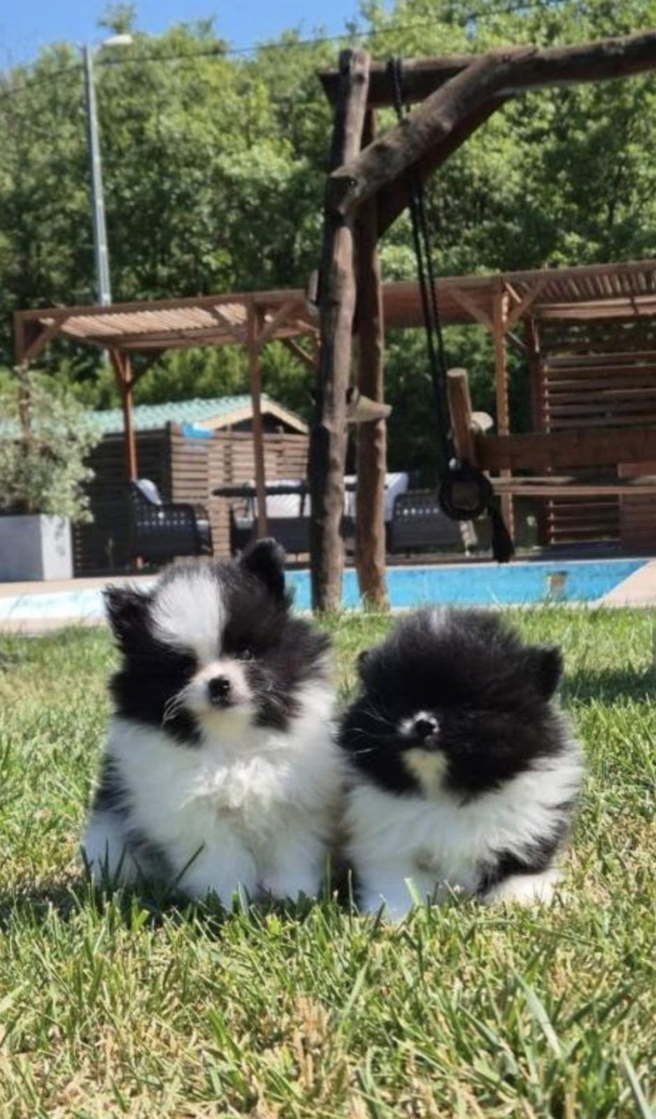 HİPOALERJANİK POMERİANAN BEBEKLERİMİZ