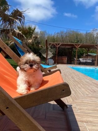 SHIHTZU YAVRULARI İSTANBUL