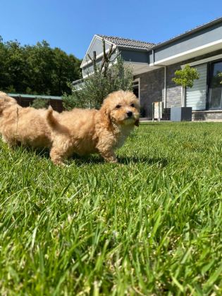 TEDDY SURAT KORE KAN MALTİPOO YAVRULARIMIZ