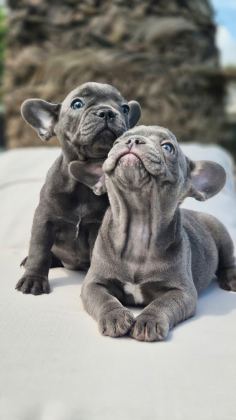 BLUE FRENCH BULLDOG YAVRULARI İSTANBUL