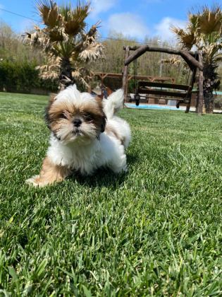 KRALİYET SOYUNDAN GELEN SHIHTZU YAVRULARI