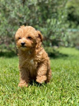 TEDDY SURAT KORE KAN MALTİPOO YAVRULARIMIZ