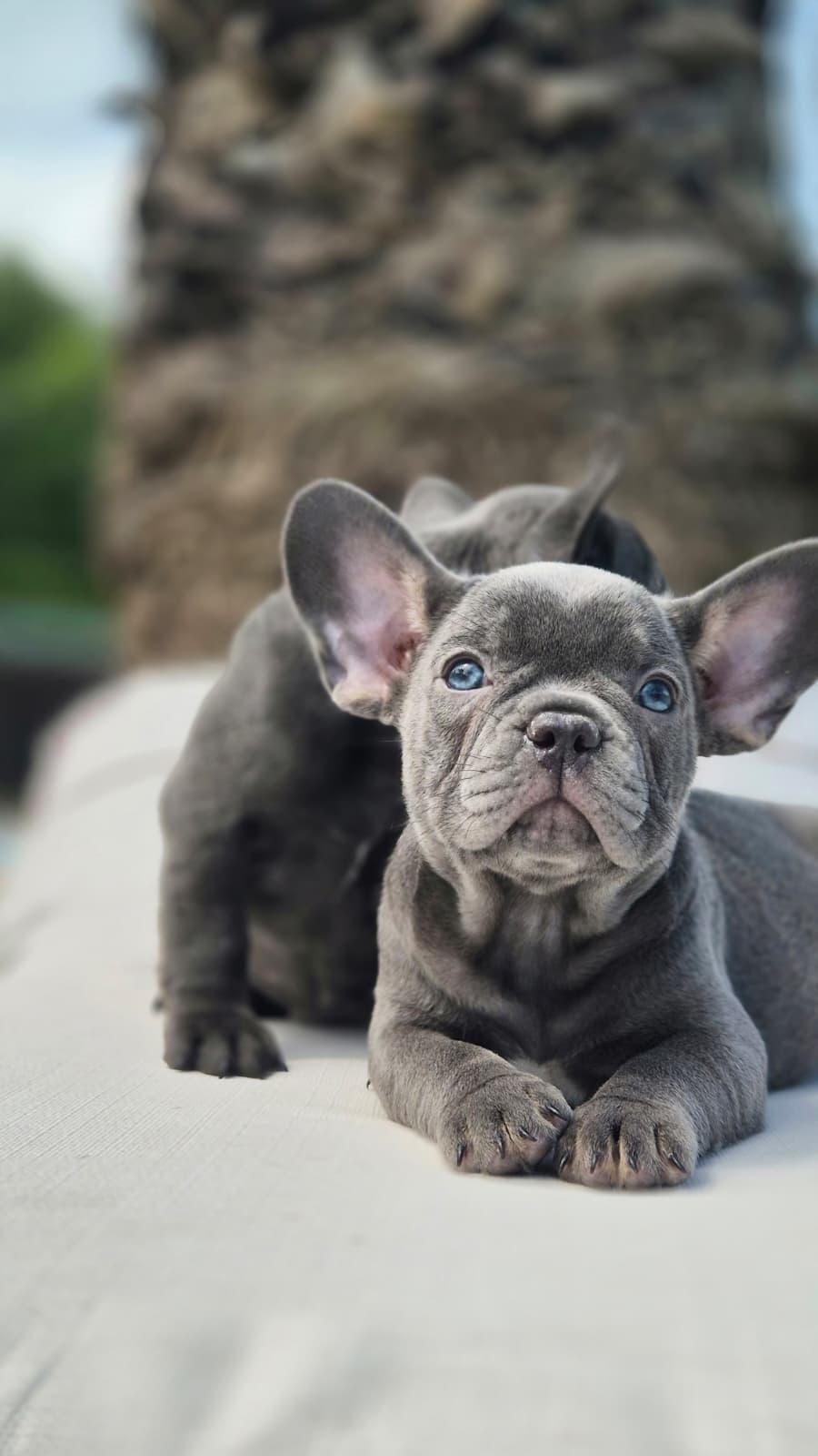 BLUE FRENCH BULLDOG YAVRULARI İSTANBUL