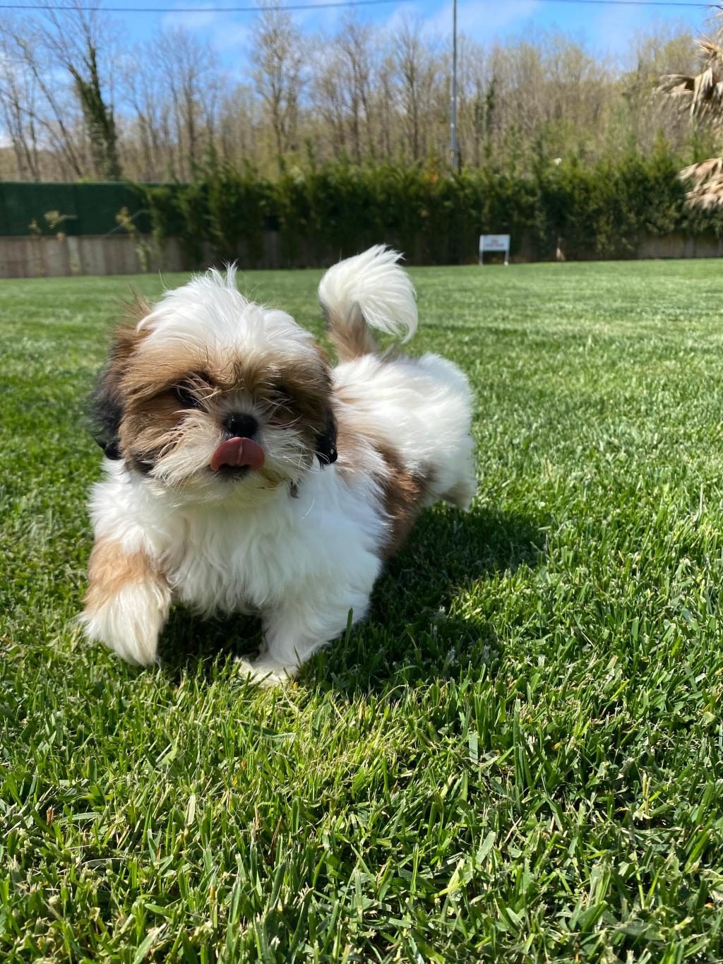 KRALİYET SOYUNDAN GELEN SHIHTZU YAVRULARI