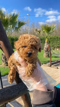 BİRİNCİ SINIF TOY POODLE BEBEKLERİMİZ
