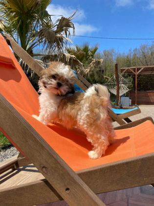 SHIHTZU YAVRULARI İSTANBUL