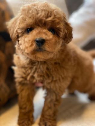 BİRİNCİ SINIF TOY POODLE BEBEKLERİMİZ