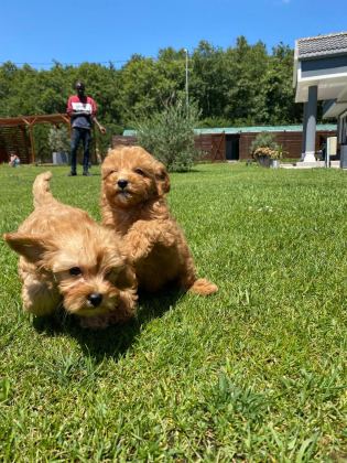 TEDDY SURAT KORE KAN MALTİPOO YAVRULARIMIZ