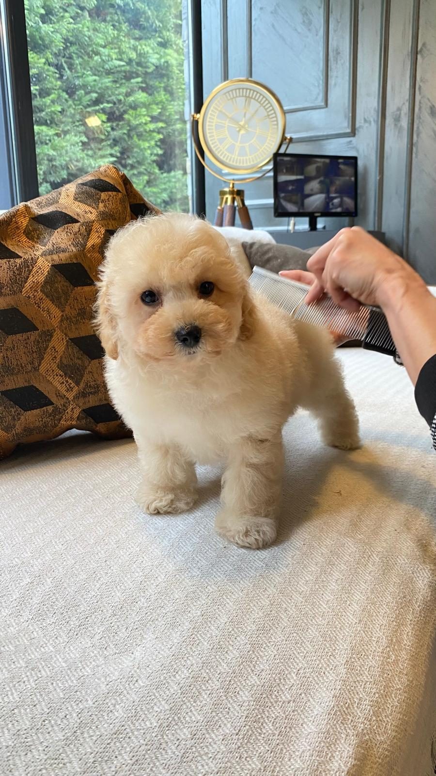 İPEKSİ TÜYLÜ NEŞE KÜPÜ MALTİPOO YAVRULARI