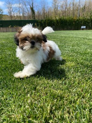 KRALİYET SOYUNDAN GELEN SHIHTZU YAVRULARI
